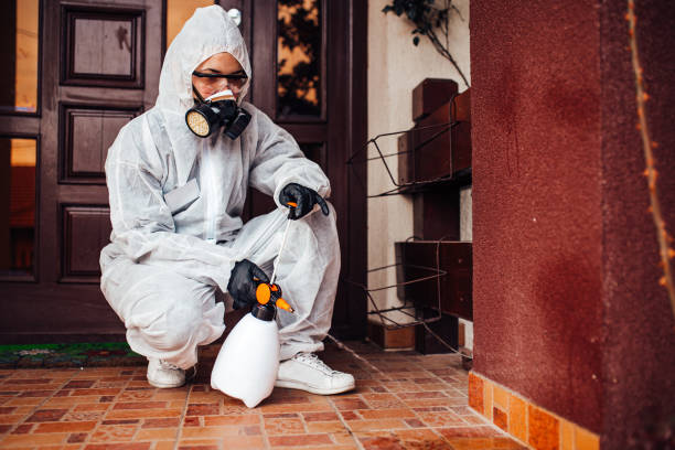 Reliable Wasp Removal contractor in Cotati, CA by Show Me Pest Control